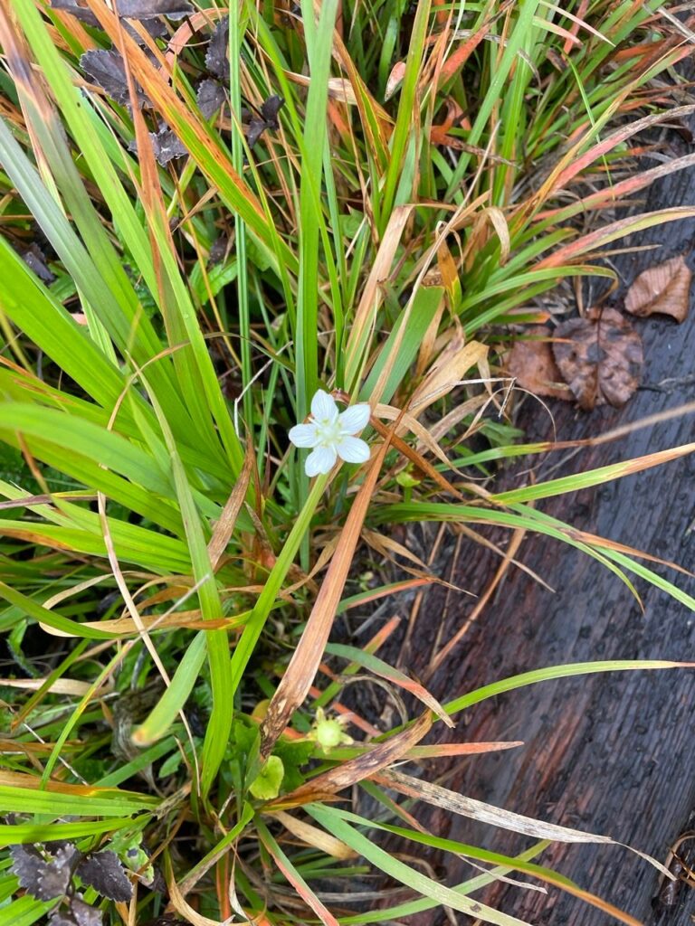 見かけたのは、これらの花とトリカブトくらい。